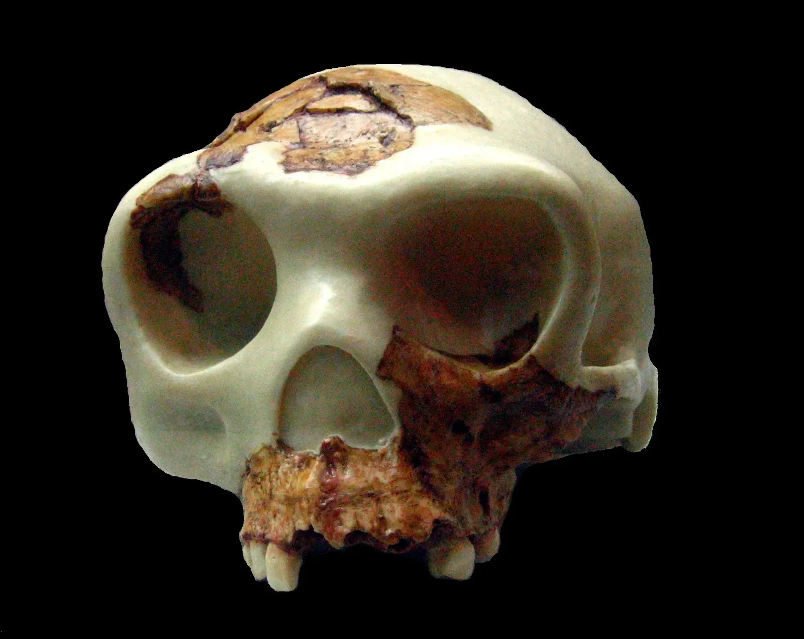 #10 - Homo antecessor (Atapuerca, Spain) (By Xvazquez, Public domain)