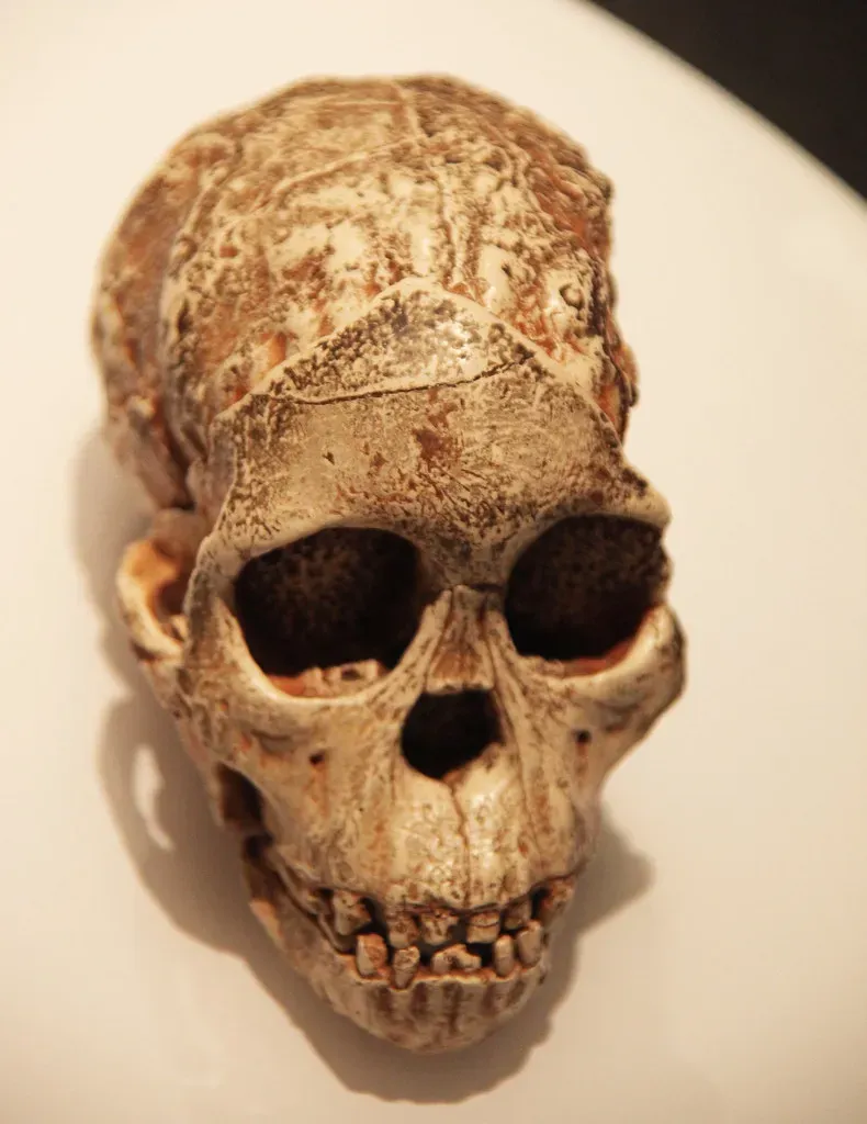 6. The Taung Child: A Quarry’s “Odd Skull” That Reframed Human Origins (Tim Evanson, Flickr, CC BY-SA 2.0)
