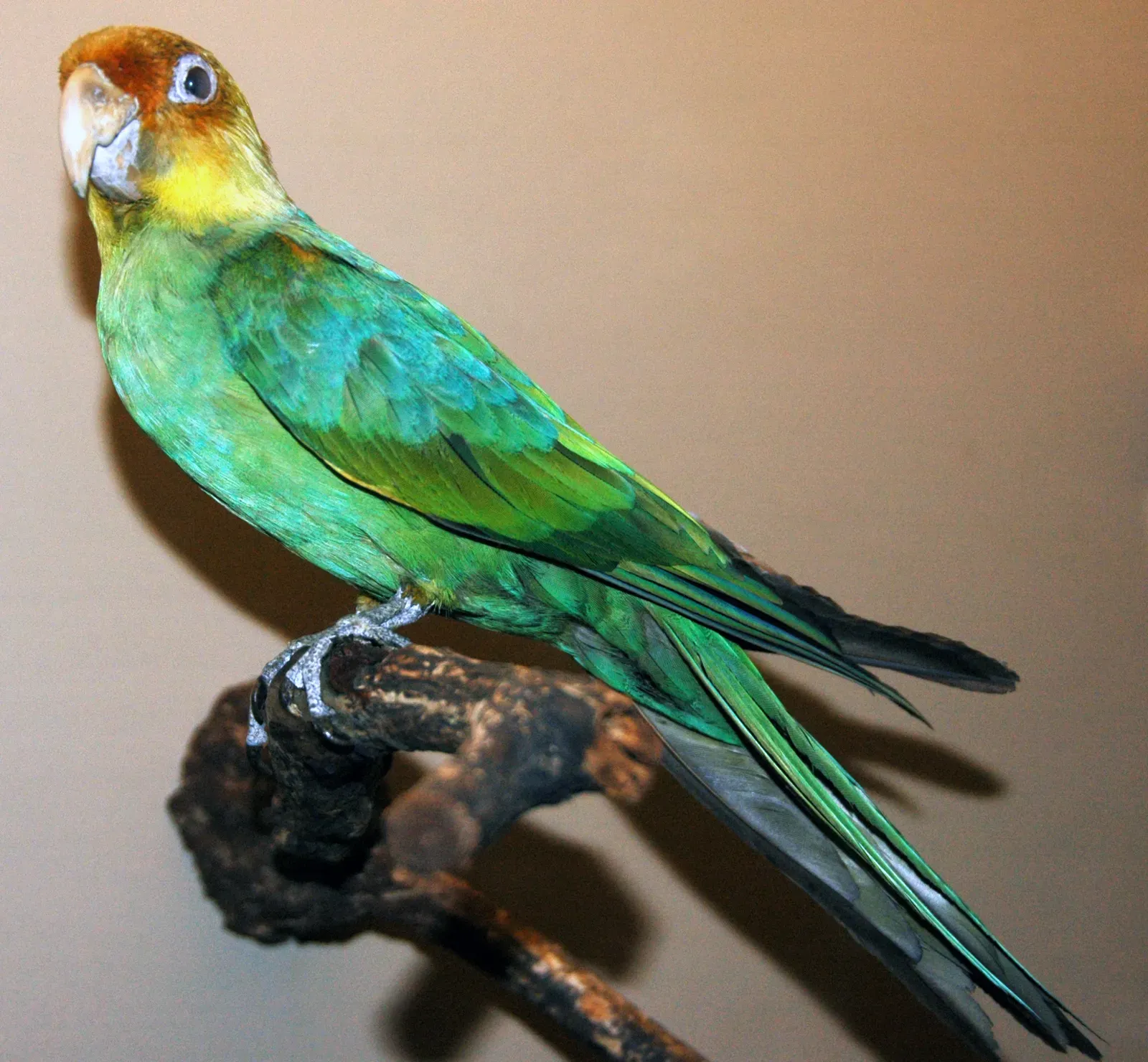 #7 - Carolina Parakeet (Conuropsis carolinensis (Carolina parakeet) 2, CC BY 2.0)