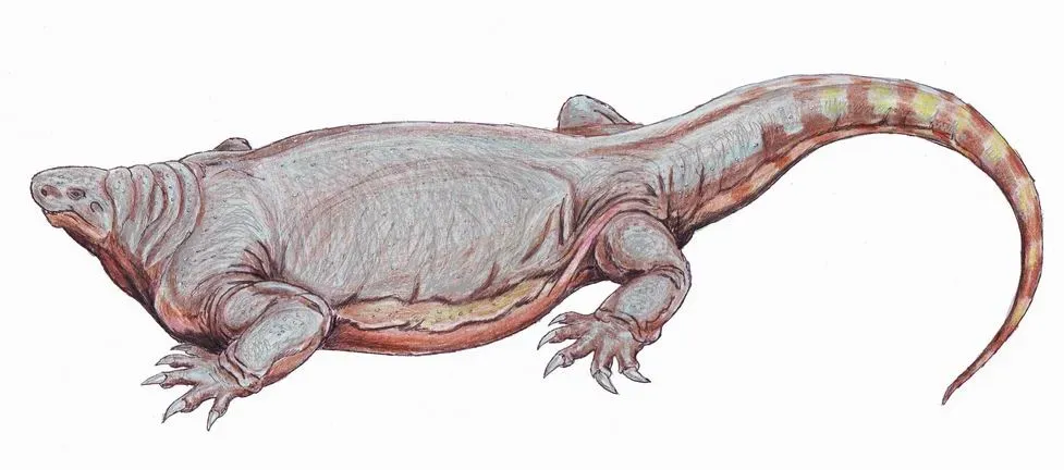 Cotylorhynchus: The Barrel-Bodied Herbivore Giant (Image Credits: Wikimedia)