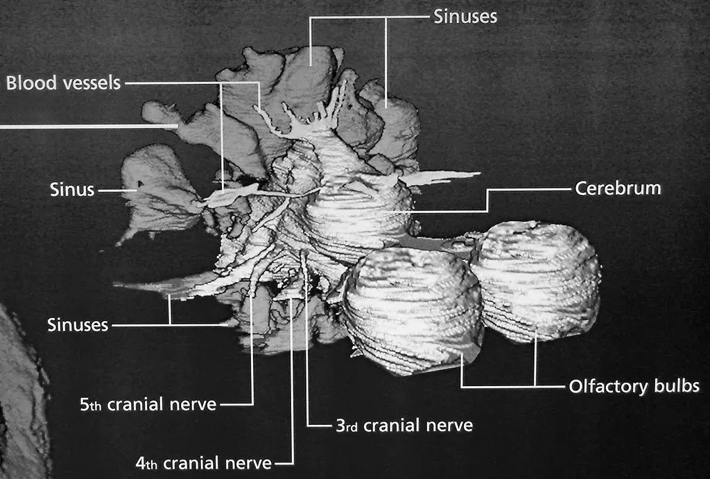 1. Braincase Fossils That Reveal Surprisingly Complex Brains (James St. John, Flickr, CC BY 2.0)