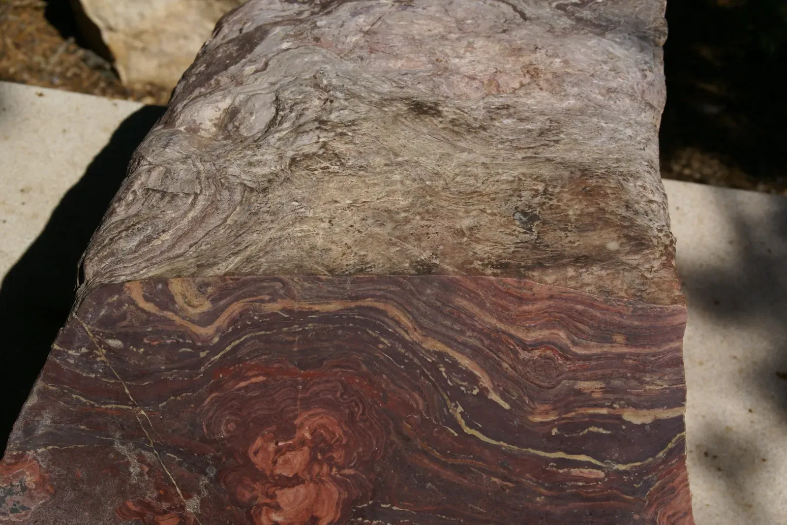 Stromatolites: Earth's Oldest Life Forms Preserved in Stone (Image Credits: Wikimedia)