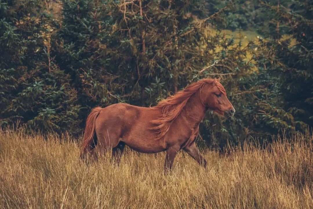 Sagittarius Moon – The Adventurous Horse (Image Credits: Unsplash)