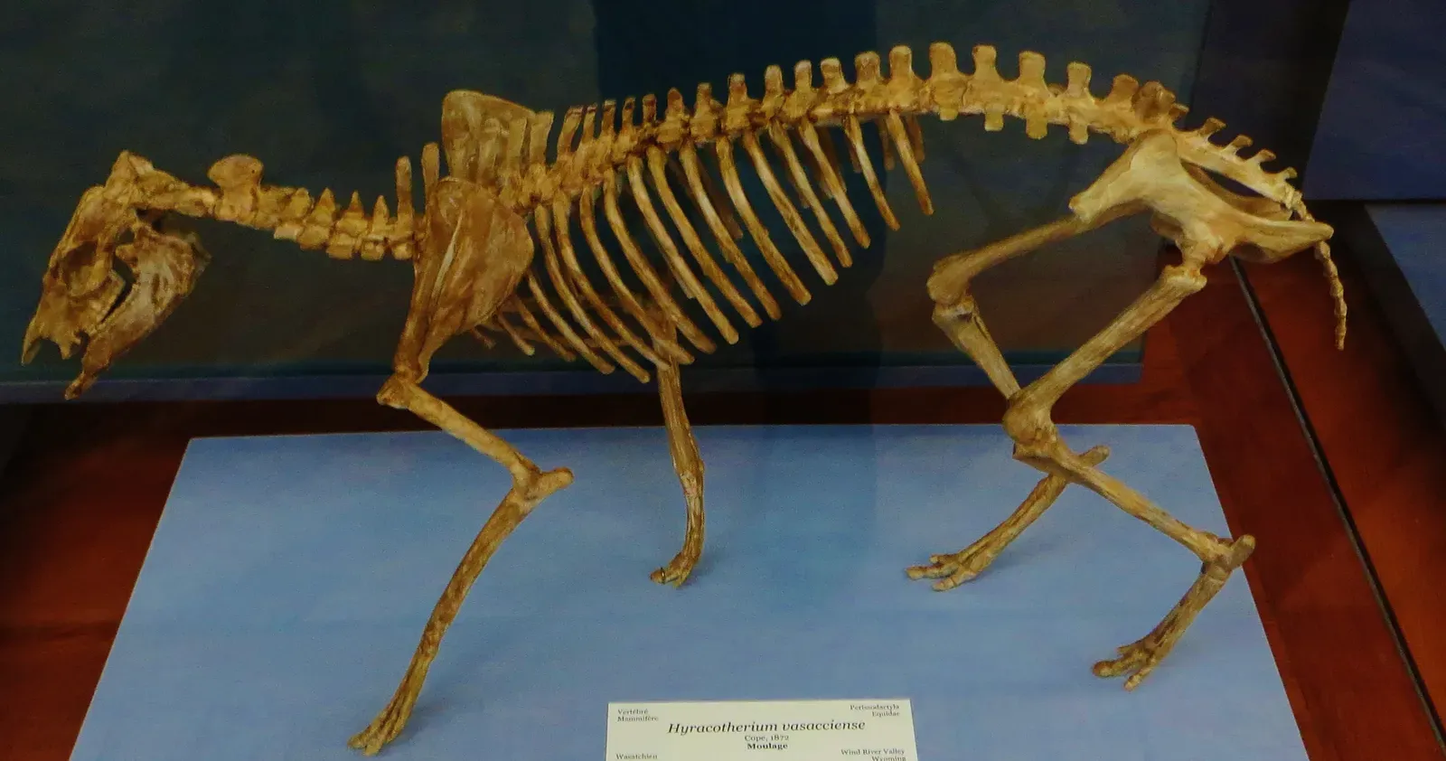 The Horse, the Therapsid, and Evolution's Most Surprising Shape-Shifts (Image Credits: Wikimedia)