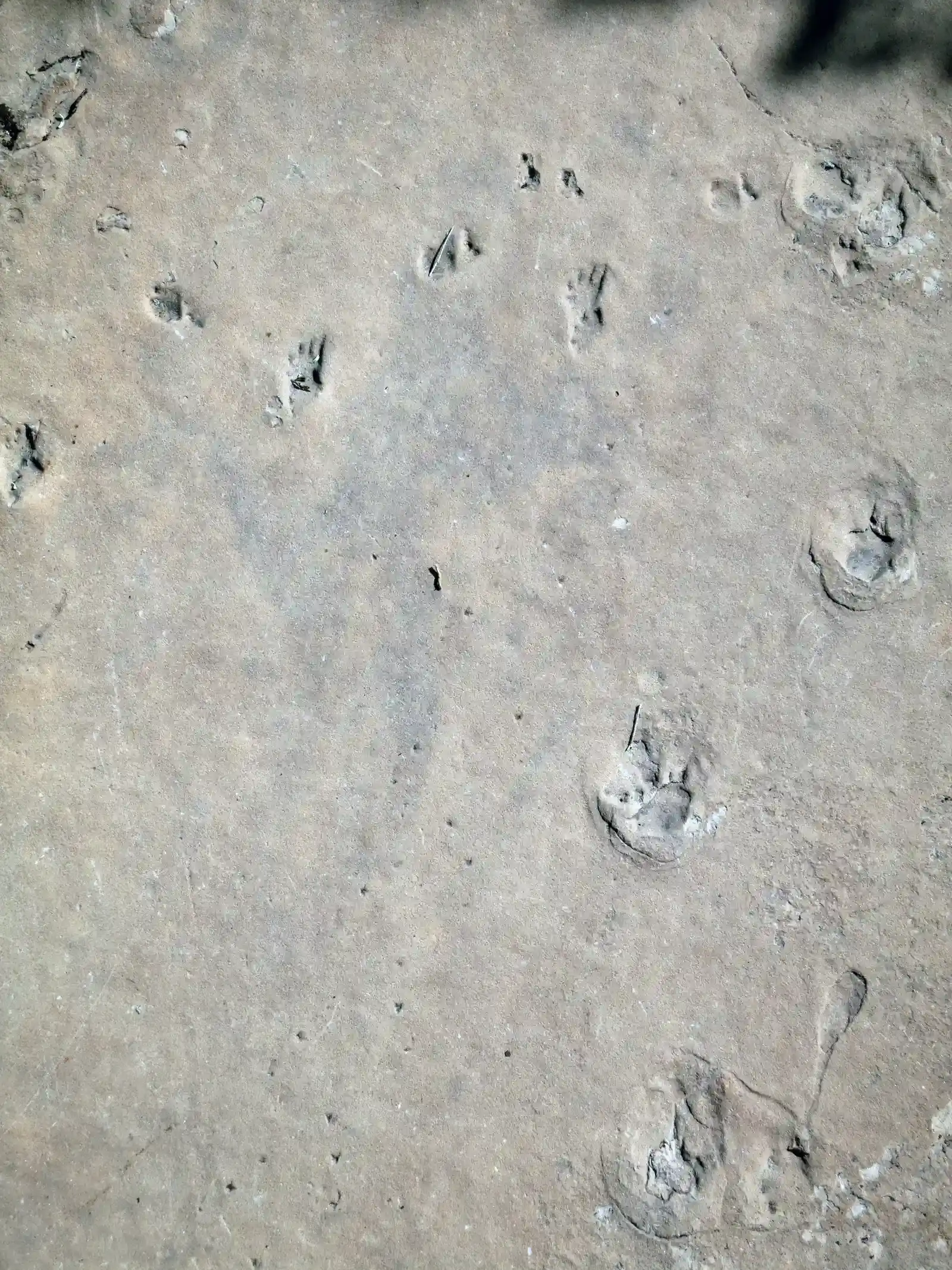 #12 - Zachelmie Quarry, Poland (Grand Canyon National Park: Hermit Trail: Fossil Footprints 3656, Public domain)