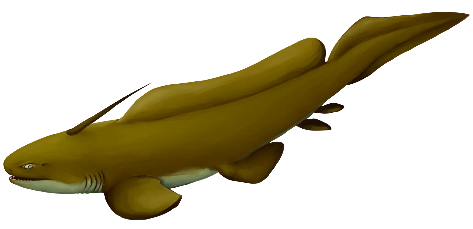 Xenacanthus: The Freshwater Eel Shark (Image Credits: Wikimedia)