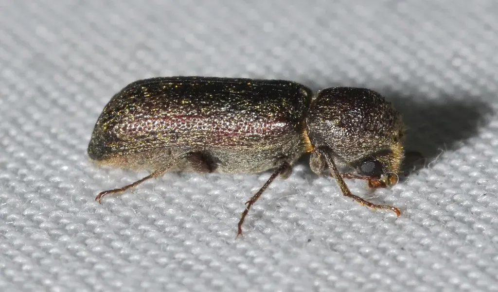 #1 - The Bug That Two Museums Still Can't Name (Wildreturn, Flickr, CC BY 2.0)