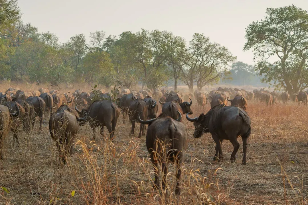 2. Herding and Pack Movement: Safety in Numbers Since the Beginning (Image Credits: Unsplash)