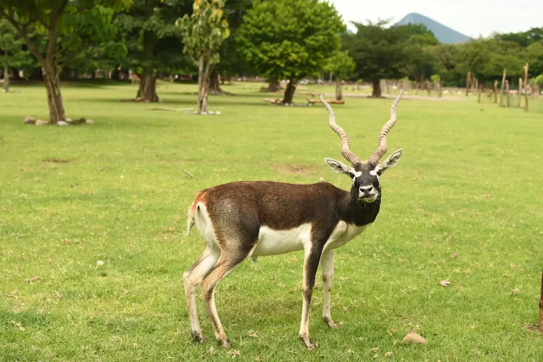 Aquarius – The Blackbuck’s Unconventional Edge (Image Credits: Unsplash)