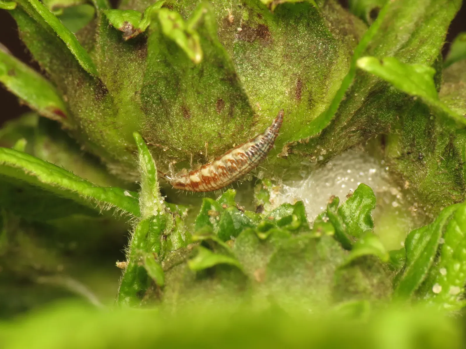 8. Green Lacewing Larvae: The Original Trash-Carrier of the Cretaceous (Pending, CC BY 2.0)