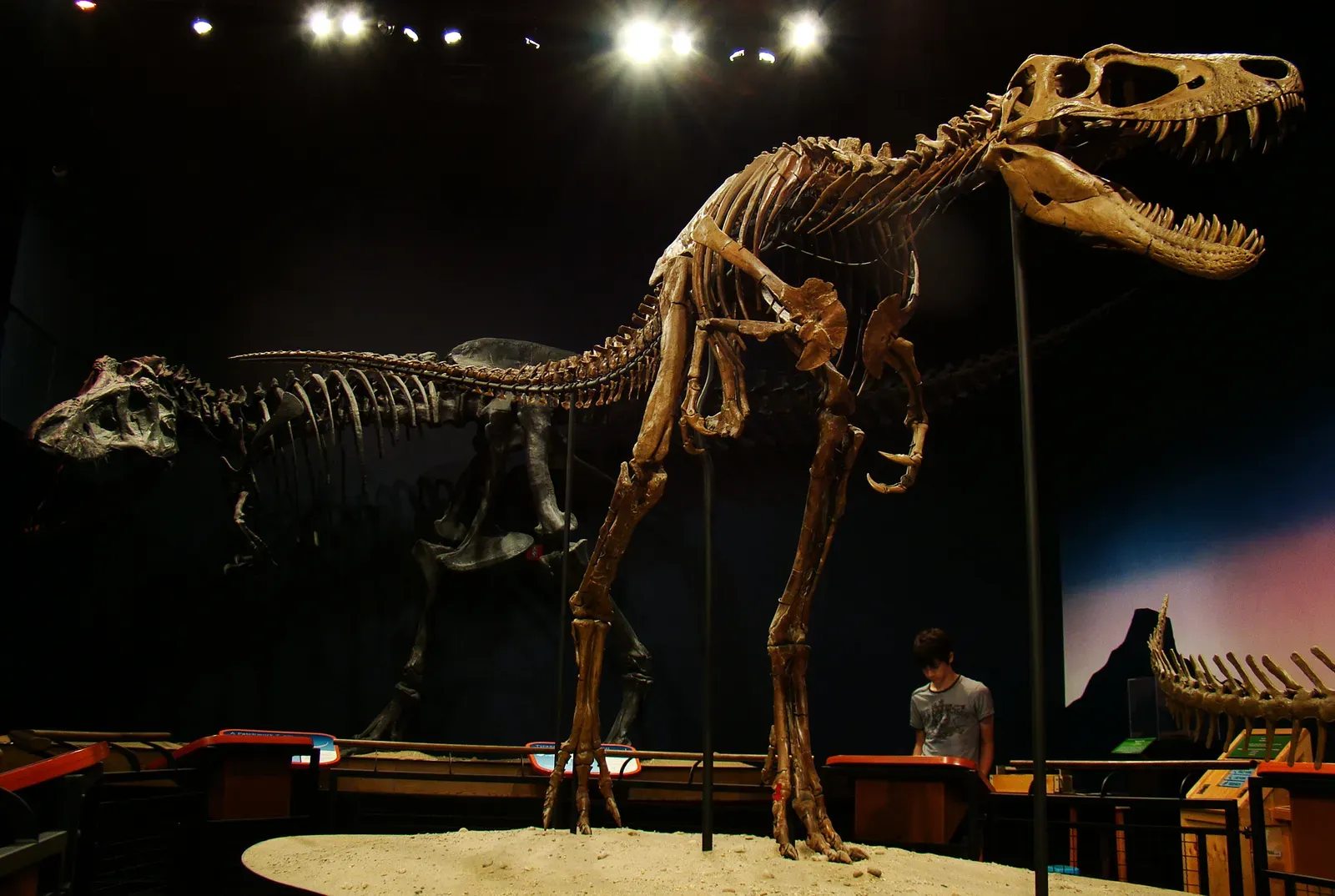 #8 - It Spent Decades Living as a Middleweight Before Becoming a Monster (By Volkan Yuksel, CC BY-SA 3.0)