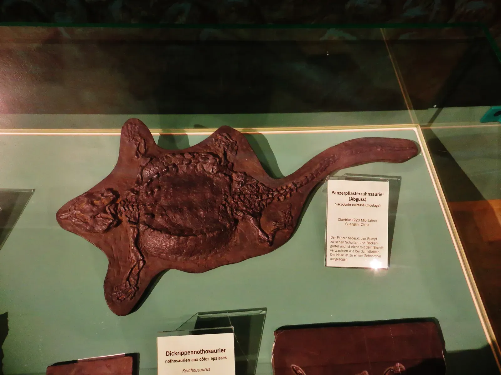 11. Placodont Body Armor - A Turtle Shell That Evolved Independently (Image Credits: Wikimedia)