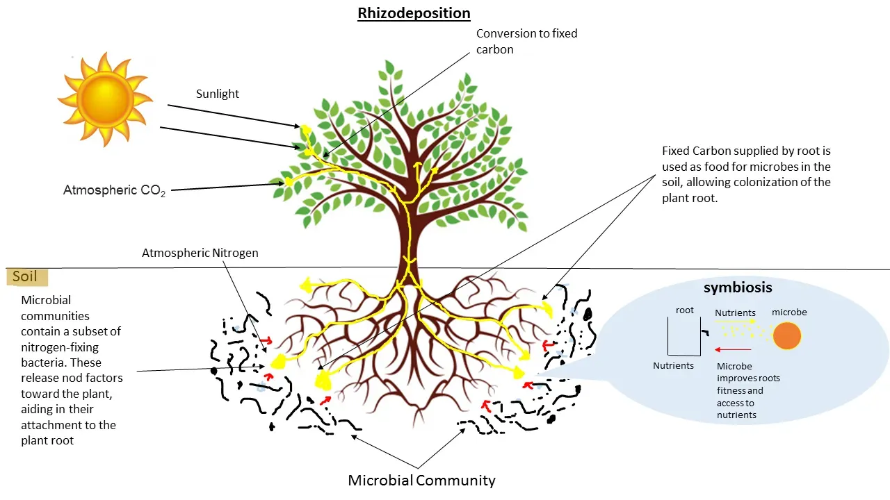 #11: Microbial Life in the Soil – The Oldest Residents of All (By Hallrob3, CC BY-SA 4.0)
