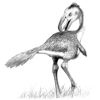 Conclusion: The Bird That Chose Power Over Wings (By John.Conway, CC BY-SA 3.0)