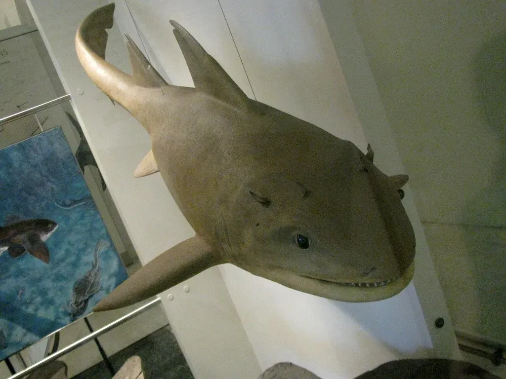 10. Hybodus – The Relentless Jurassic Shark (edenpictures, Flickr, CC BY 2.0)