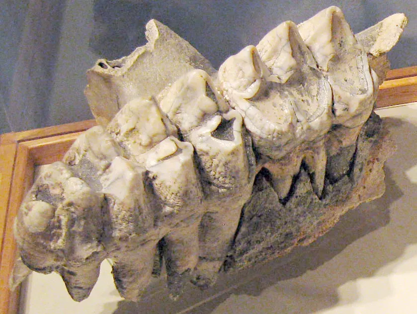 #1 - They're Not "Primitive Mammoths." They're a Completely Different Branch of the Family Tree (Transferred from en.wikipedia to Commons by FunkMonk using CommonsHelper., Public domain)