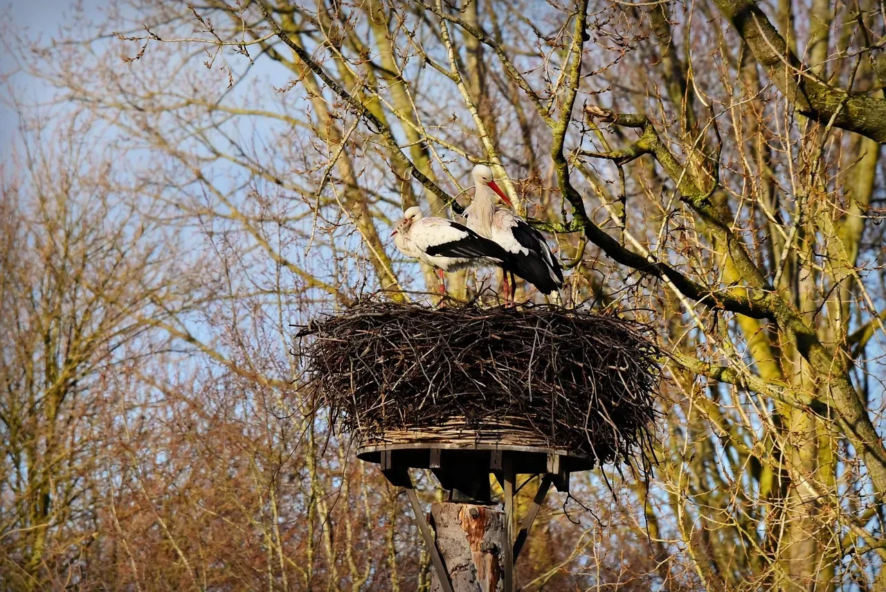 Conclusion: The Animals Are Not Going Anywhere (Image Credits: Pixabay)