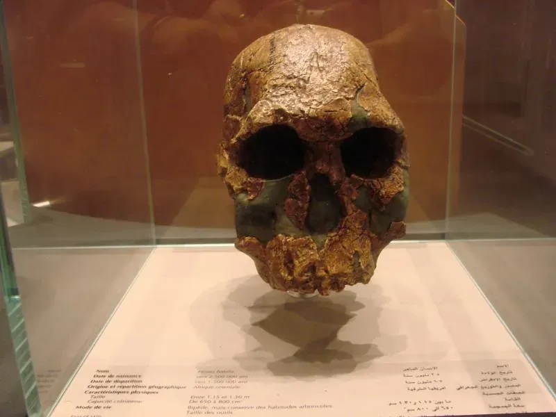 Homo habilis: The “Handy Man” Who May Not Deserve the Credit (Luciana.Luciana, Flickr, CC BY 2.0)