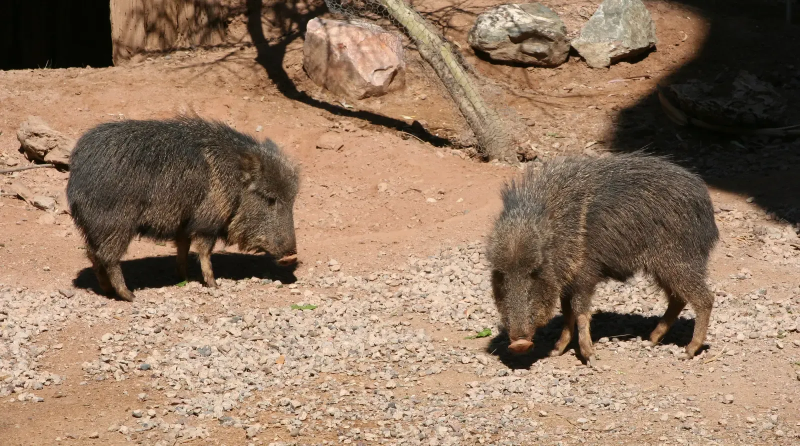 #22 - The Chacoan Peccary That Fossils Said Was 10,000 Years Extinct (By Dave Pape, Public domain)