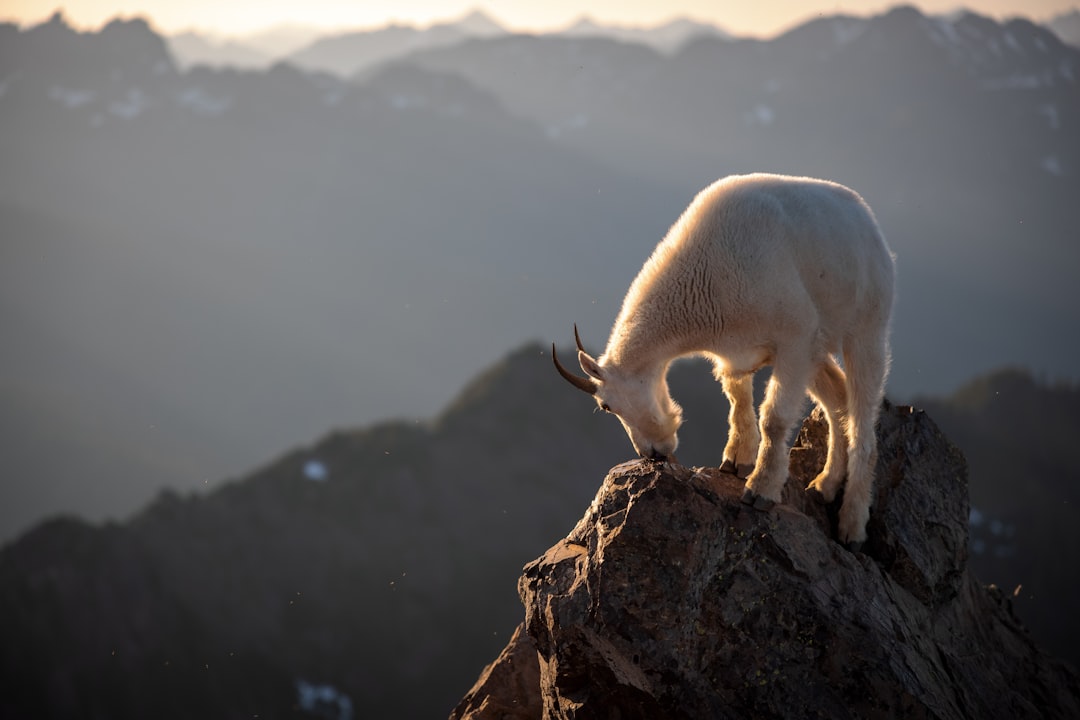 They Maintain Unwavering Focus Like Capricorn's Mountain Goat (Image Credits: Unsplash)