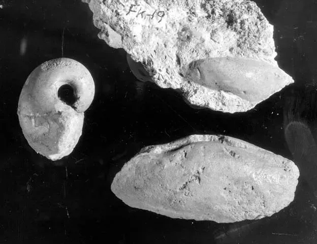 Why Classic Dinosaur Bones Are Rare In The Canyon (Grand Canyon NPS, Flickr, CC BY 2.0)