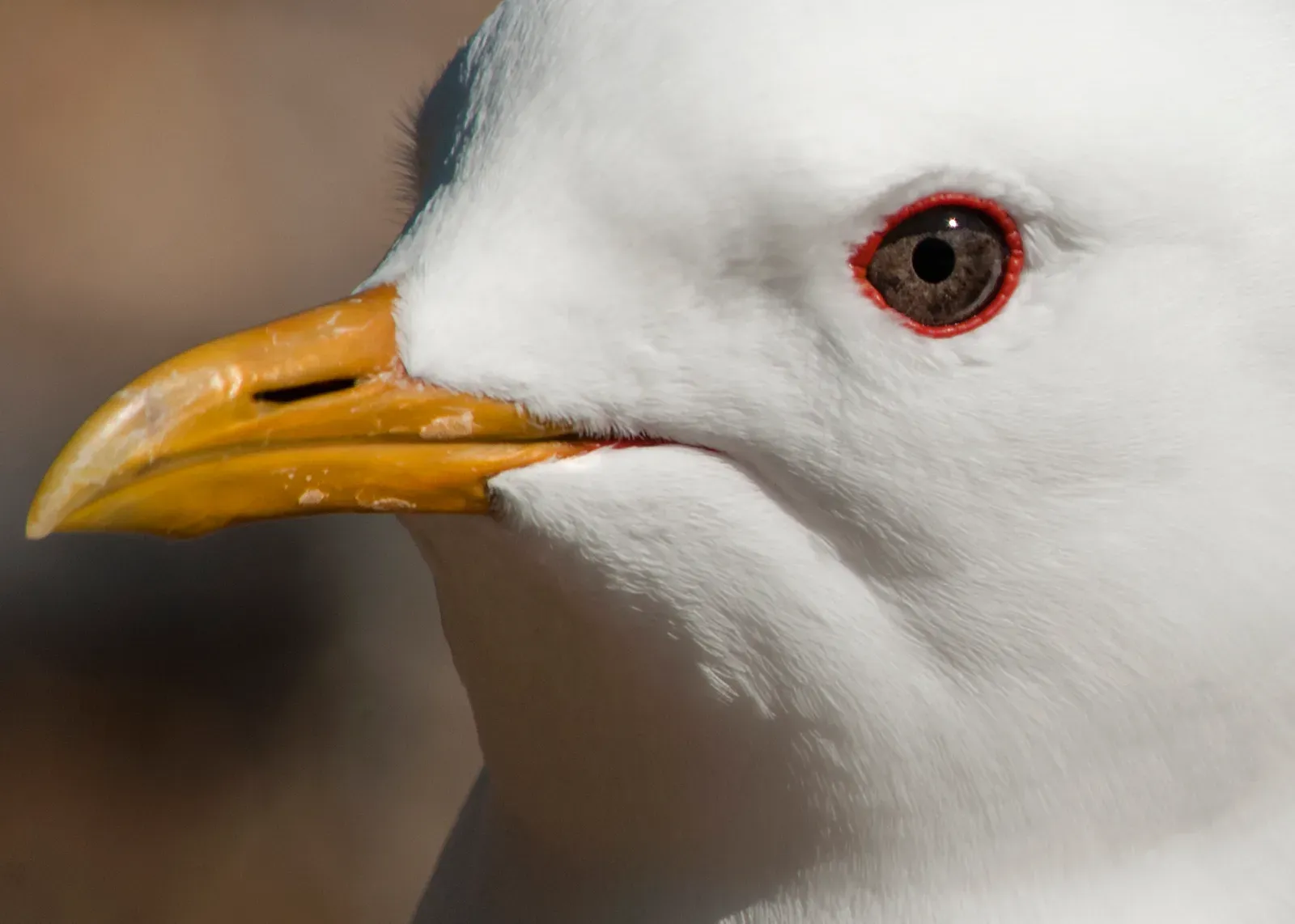 #9 - "The Magnetic Compass Is in the Beak... or the Eye... or the Brain" (NPGallery, Public domain)