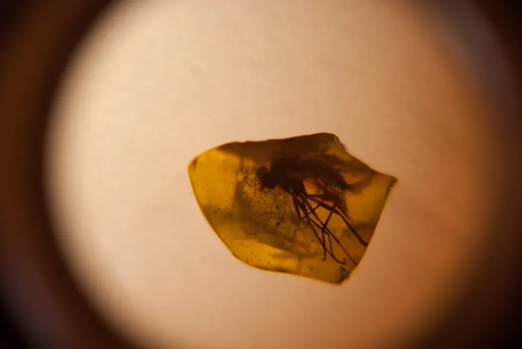 #9 - Extracting Dinosaur DNA from Amber Mosquitoes Is Chemically Impossible (quinet, Flickr, CC BY 2.0)
