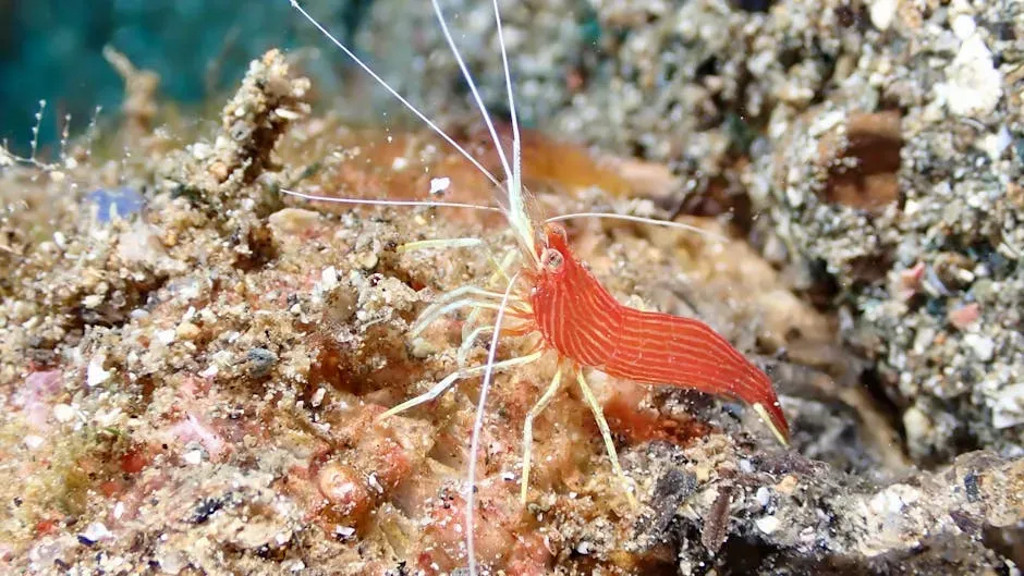 Virgo – The Cleaner Shrimp (Image Credits: Pexels)
