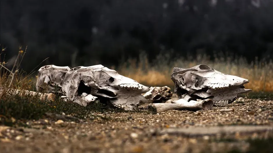 #9 - A Complete Set of Wild Animal Remains (Possible Shaman's Burial) (Image Credits: Pexels)