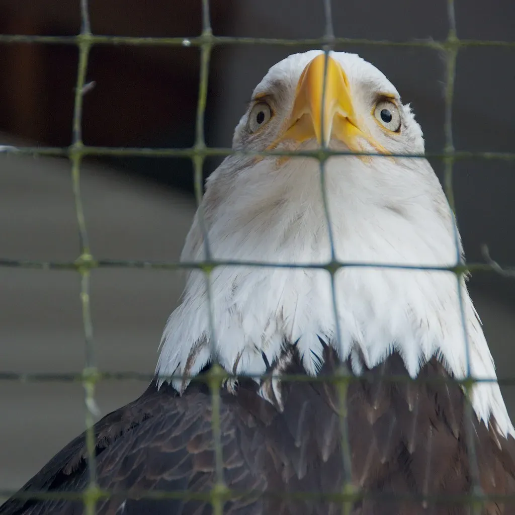 Sagittarius: The Caged Eagle (Image Credits: Flickr)