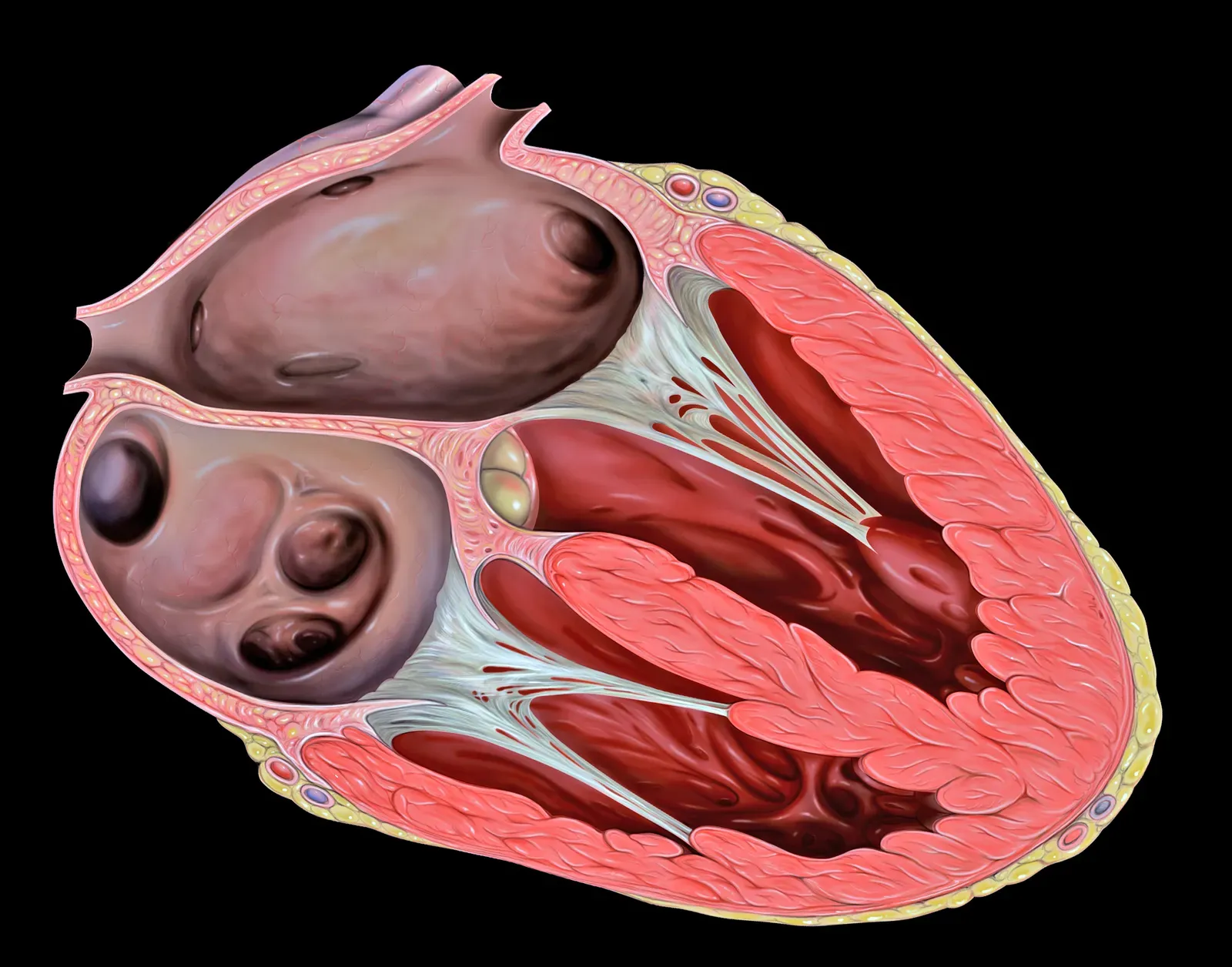 The Four-Chambered Heart: A Cardiovascular System Built for Power (Image Credits: Wikimedia)