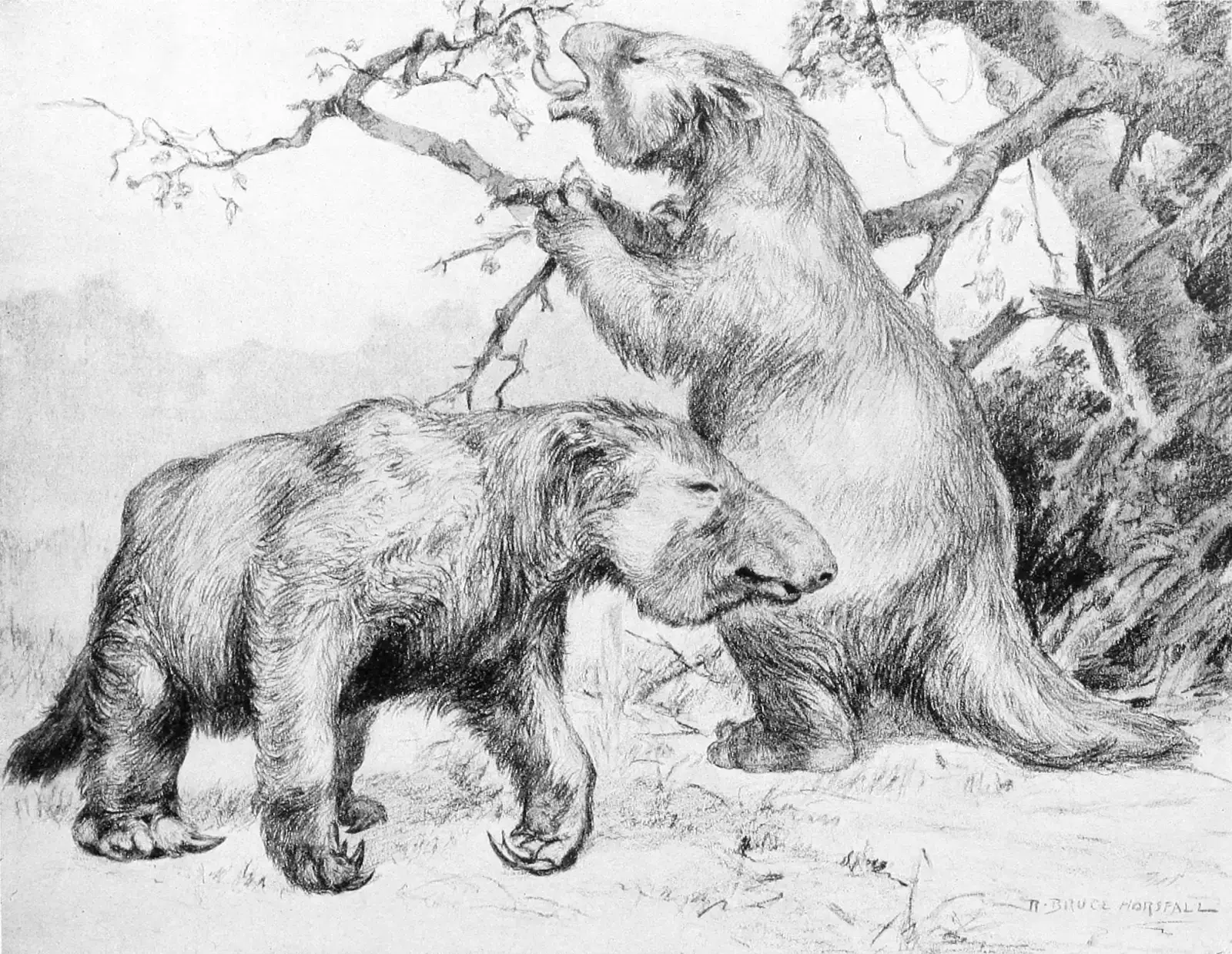 #18 - Giant Ground Sloths Weren't Slow Tree-Dwellers (A History of Land Mammals in the Western Hemisphere, page 220, Public domain)