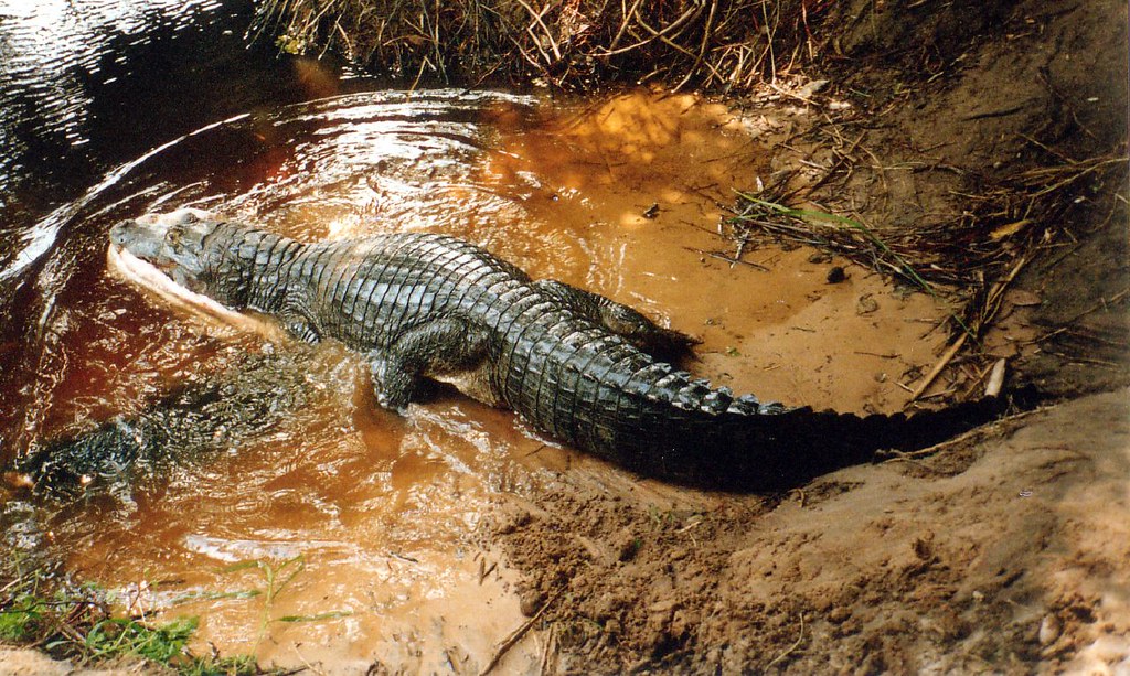 Crocodilians: Living Fossils from the Age of Giants (Image Credits: Flickr)