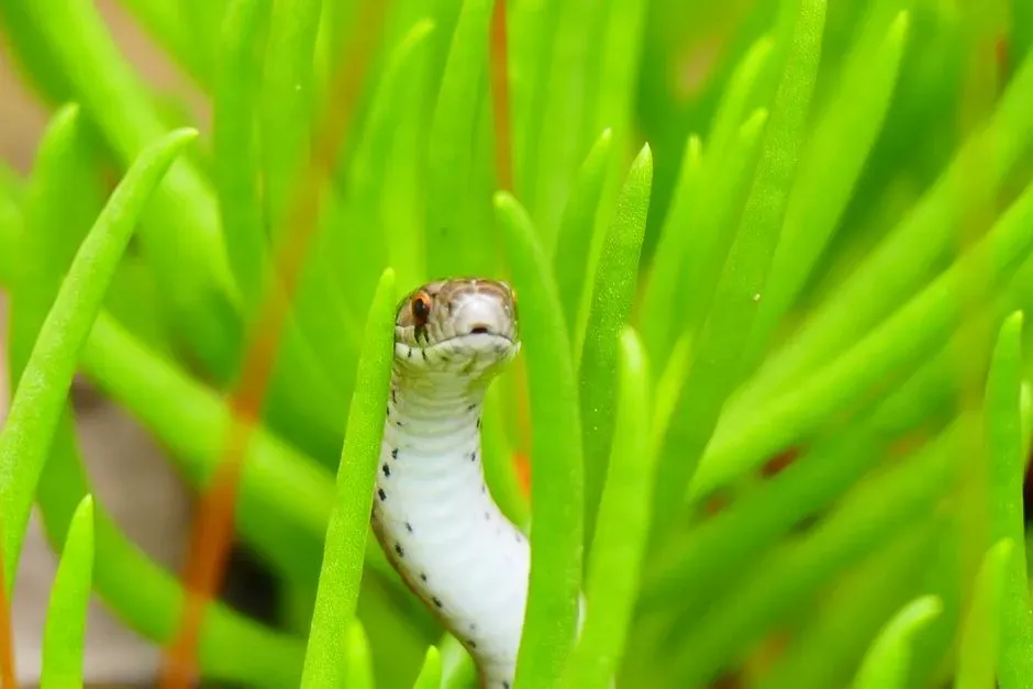 3. Our Vision Is Weirdly Good At Spotting Snake‑Like Shapes (Image Credits: Pexels)