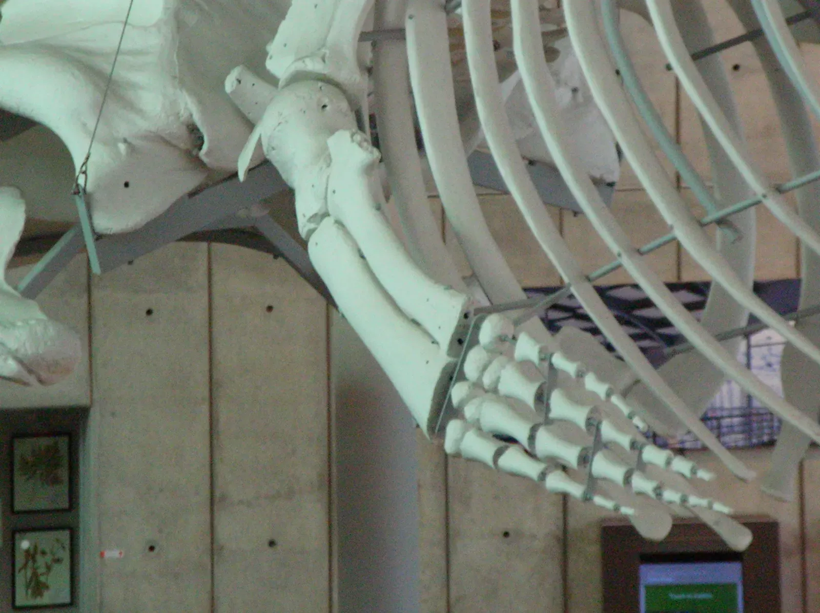 Echoes of a Walking Past in Modern Whales (By BrokenSphere, CC BY-SA 3.0)
