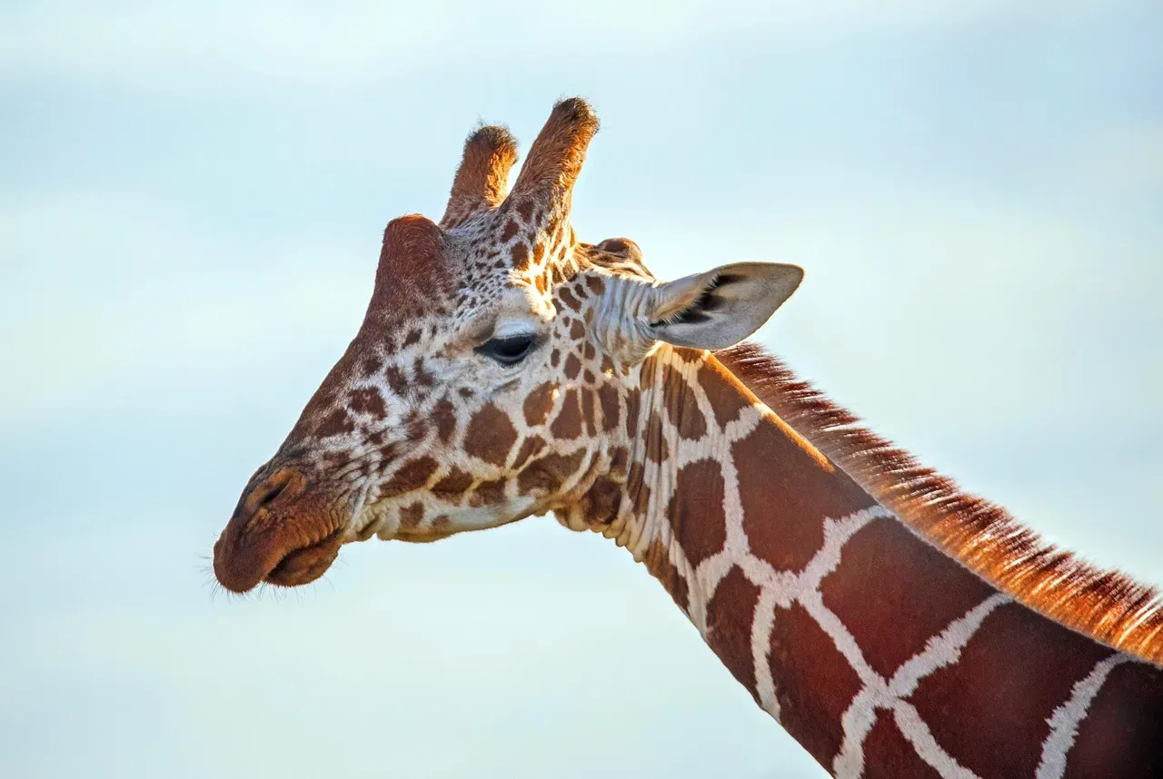 Vision, Vigilance, And A Different Way Of Seeing The World (Image Credits: Pixabay)