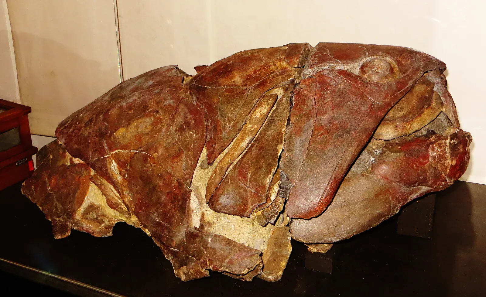 Conclusion: The Legacy of the Ultimate Predator (Image Credits: Wikimedia)