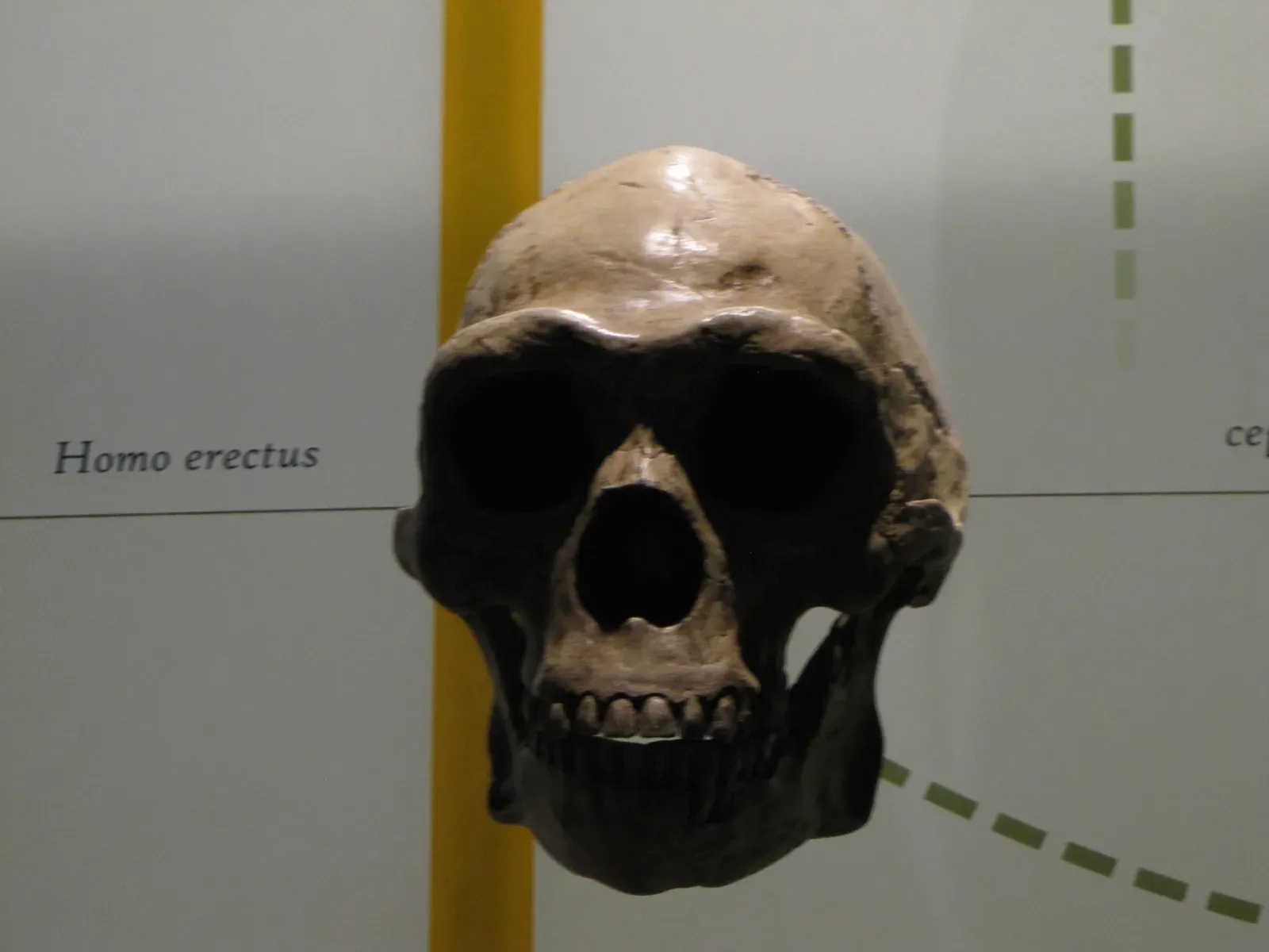 Homo erectus: the tireless traveler who left Africa first (By Cathrotterdam, CC BY-SA 4.0)