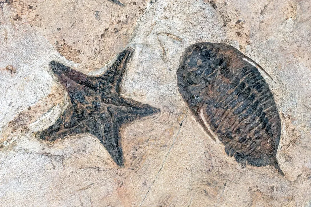 #8 - How Long Did Life Actually Take to Recover From the Worst Extinction Ever? (Image Credits: Unsplash)