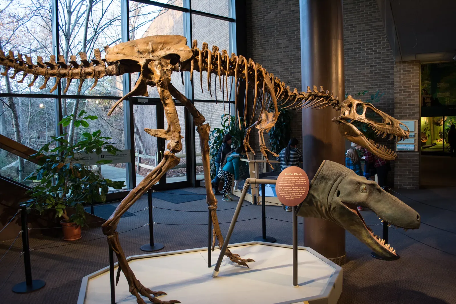 The Bottom Line (Nanotyrannus -Jane- - Cleveland Museum of Natural History - 2014-12-26, CC BY-SA 2.0)