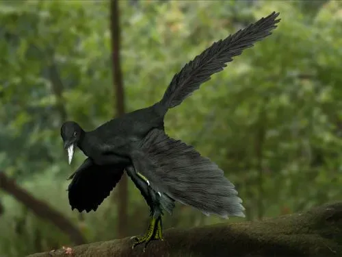 Avian Dinosaurs: Phoenixes of the Real World (All Signs) (By NobuTamura  http://paleoexhibit.blogspot.com/ http://spinops.blogspot.com/, CC BY-SA 3.0)