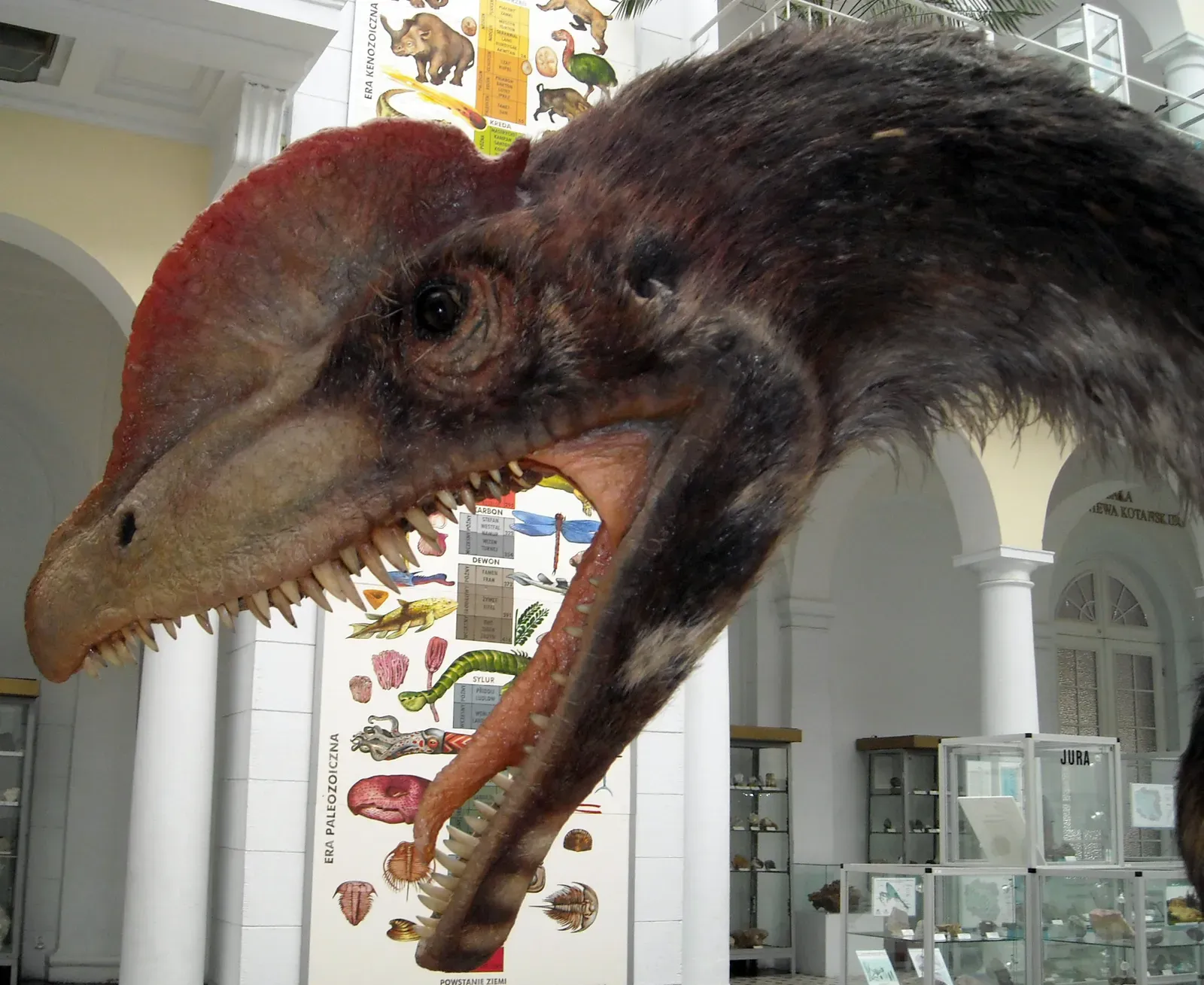 #1 - It Was a Genuine Apex Predator, Not a Cute Trickster (Own work by Author - photography taken in the Geological Museum of the Polish Geological Institute in Warsaw, CC BY 3.0)