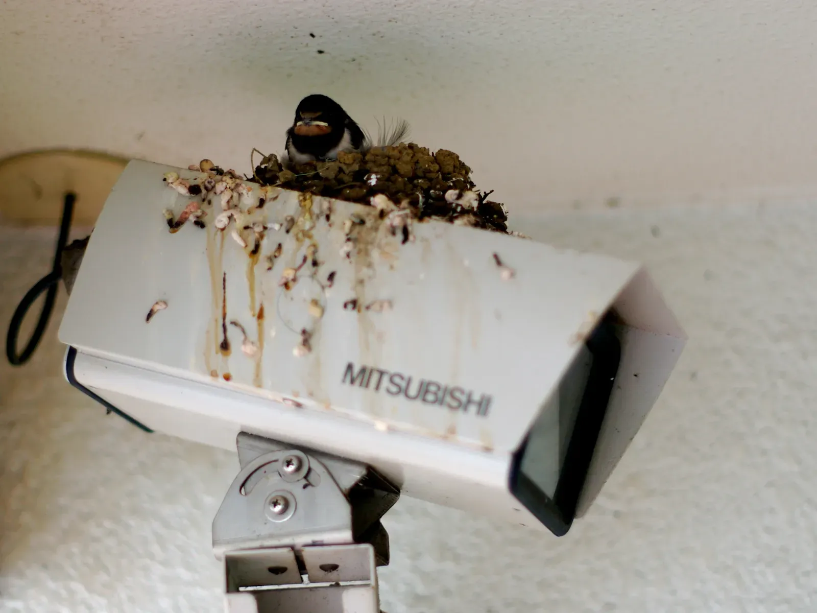 #10 A Nest Balanced on Top of an Outdoor Security Camera (090728, CC BY 2.0)