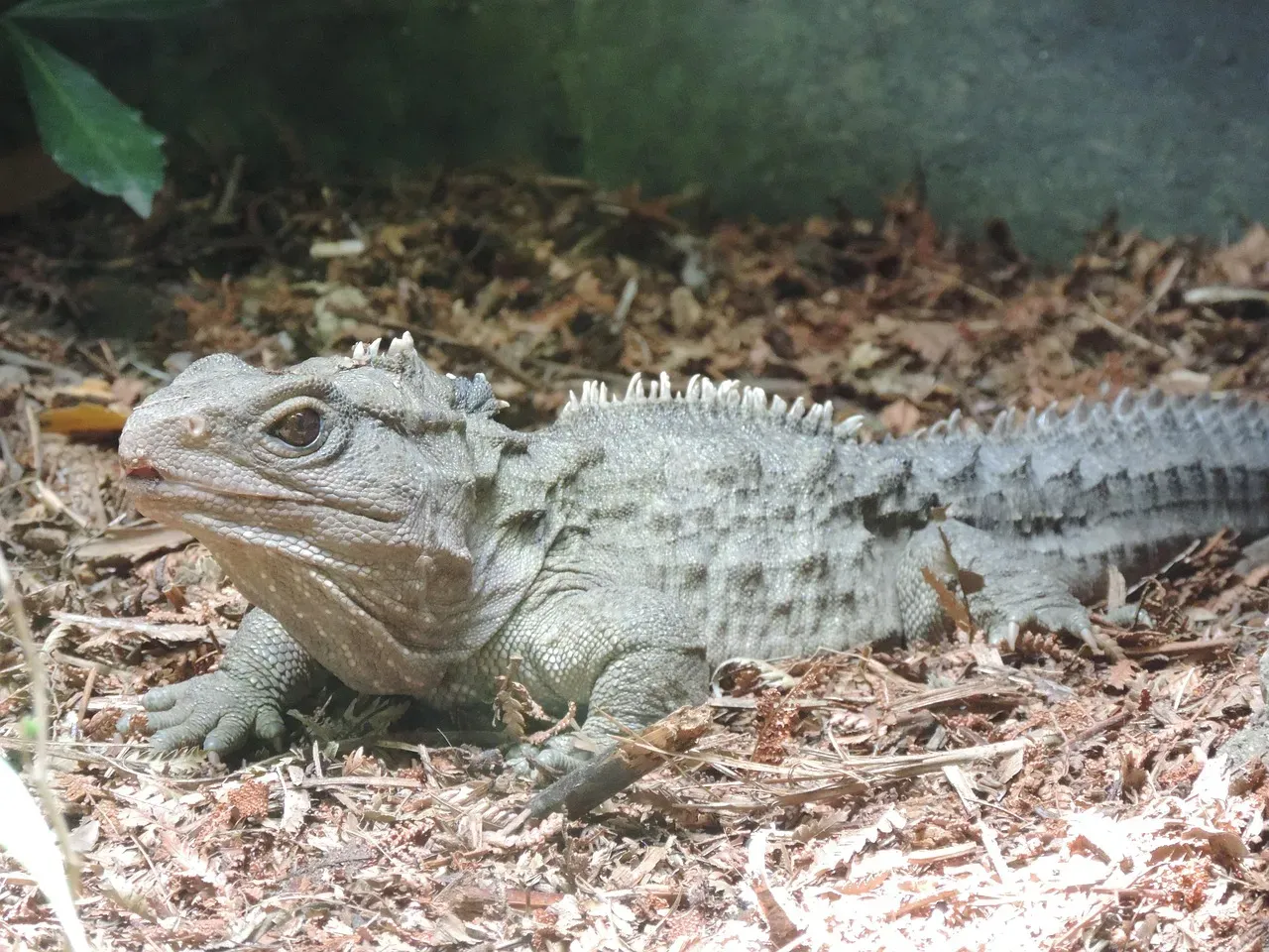 6. The Tuatara: New Zealand's Living Dinosaur Era Relic (Image Credits: Pixabay)