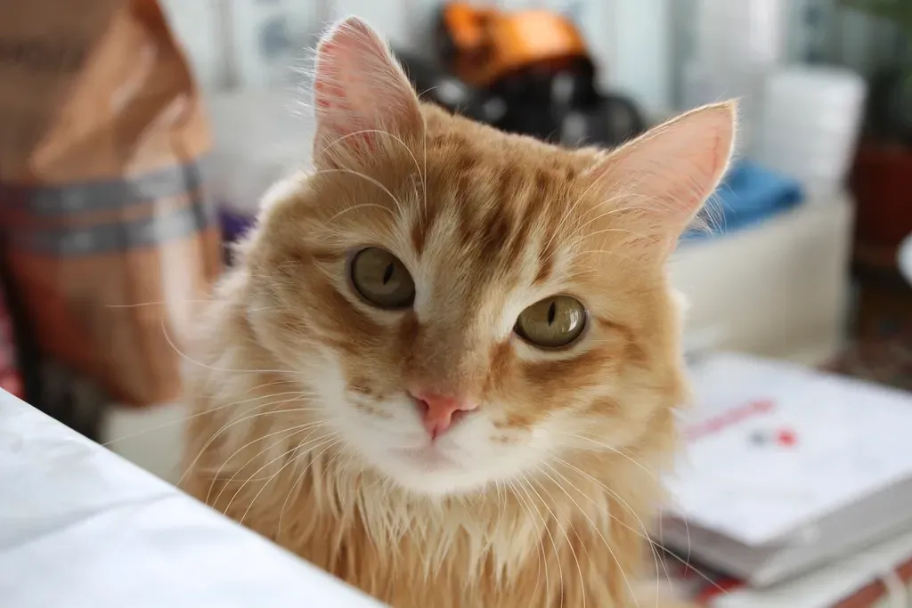 They Read Your Emotions Like a Book (Image Credits: Rawpixel)