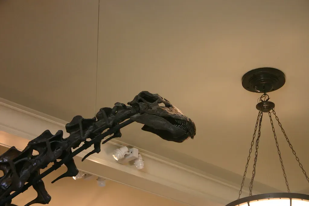 Growth Rings, Bone Secrets, and a Surprising Revelation (Image Credits: Flickr)