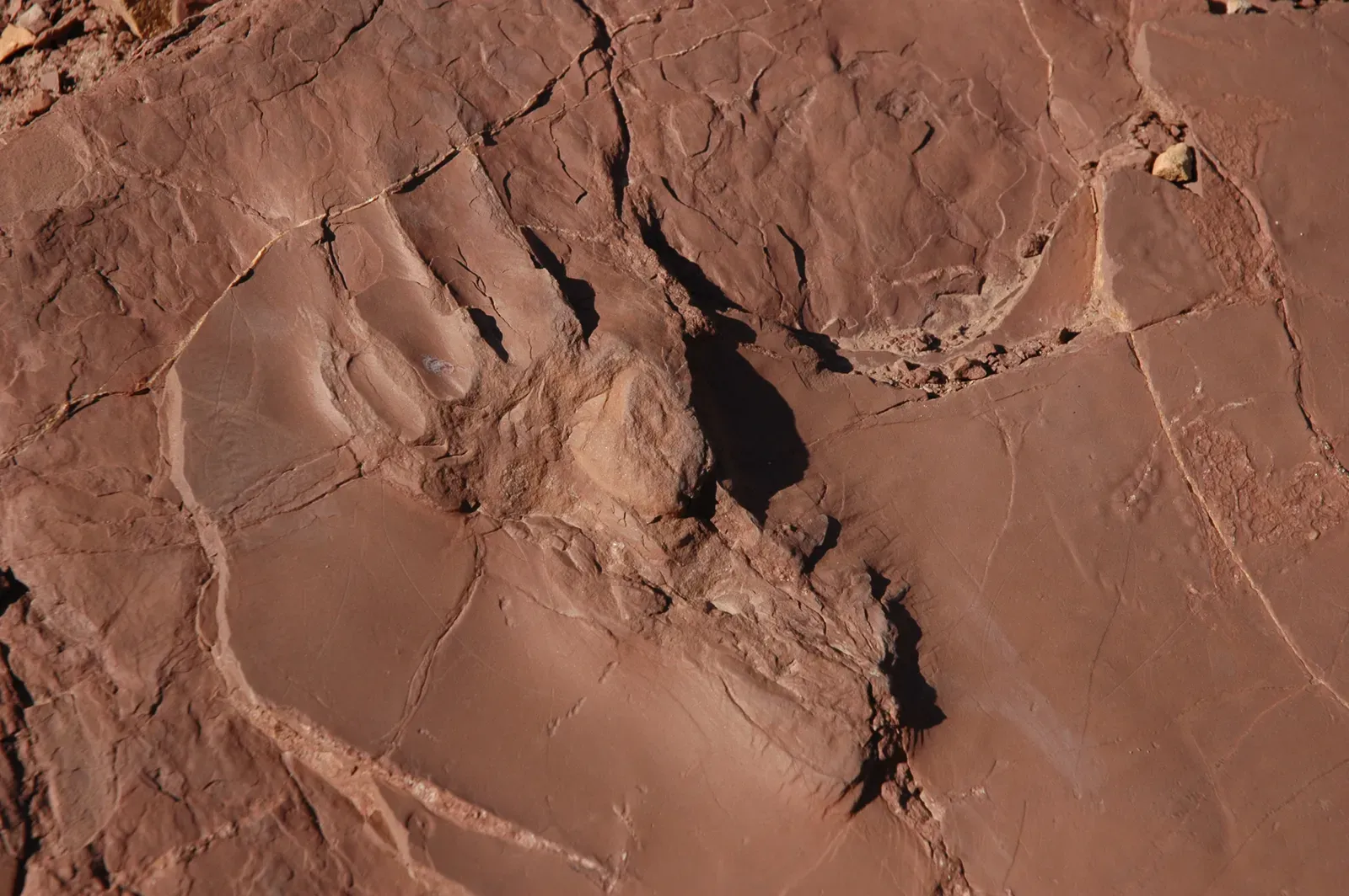 #3 – Dinosaurs Preserved Inside What Look Like Ancient Sand Dunes (#conservationlands15 Social Media Takeover, March 15th, Prehistoric Trackways National Monument and Organ Mountains-Desert Peaks National Monument in New Mexico, Public domain)