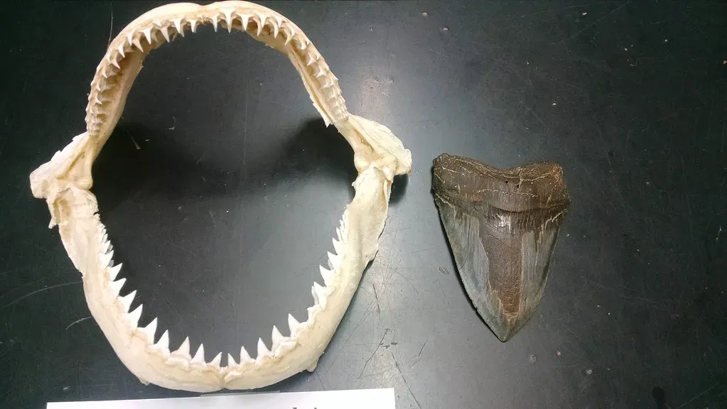 Why These Monsters Eventually Vanished (Image Credits: Flickr)