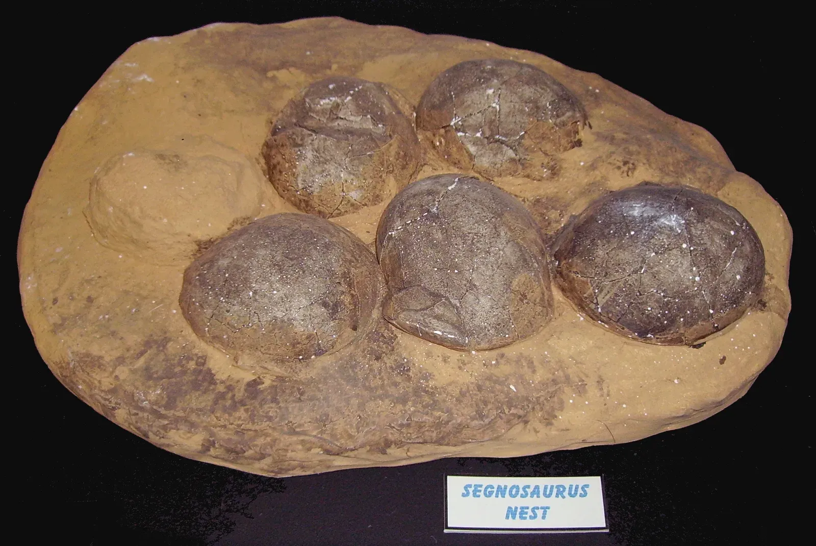 Dinosaur Egg Porosity Reveals Whether Parents Buried or Brooded (Image Credits: Wikimedia)