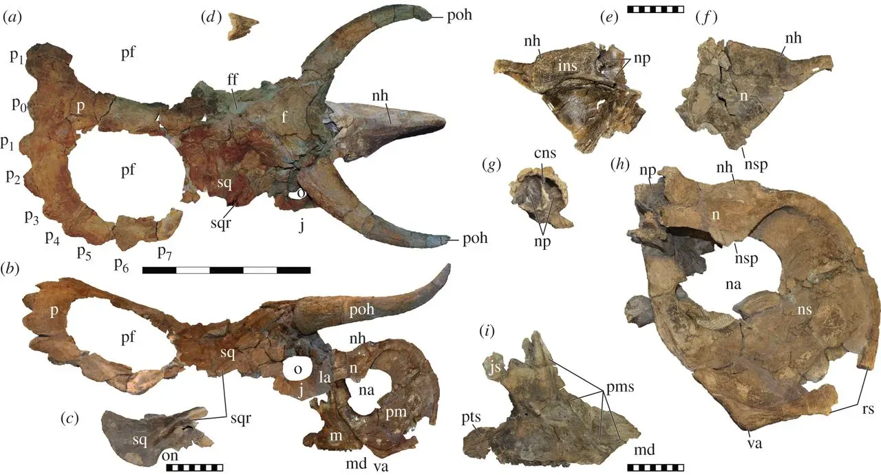 #10 - The Modern Dinosaur Whose Horns Were Basically Guessed (By S.D. Sampson; E.K. Lund; M.A. Loewen; A.A. Farke; K.E. Clayton, CC BY 3.0)